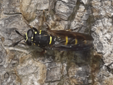 Syrphidae : maschio di Sphiximorpha subsessilis ?  S